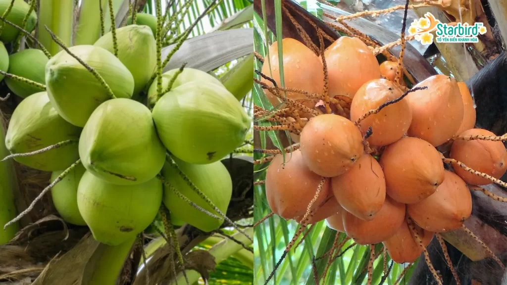 Dừa thể hiện sự bình an, ấm no trong mâm ngũ quả ngày Tết 2025