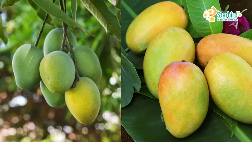 Trái xoài với mong muốn về tiền tài vật chất trong mâm ngũ quả ngày Tết 2025